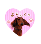 DEC【おでか犬】愛犬スタンプ第3弾（個別スタンプ：13）