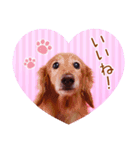 DEC【おでか犬】愛犬スタンプ第3弾（個別スタンプ：17）