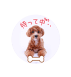 DEC【おでか犬】愛犬スタンプ第3弾（個別スタンプ：29）