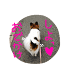 パピヨンのマリー（個別スタンプ：4）