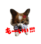 パピヨンのマリー（個別スタンプ：6）