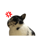 うさぎのギャレット（個別スタンプ：6）