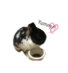 うさぎのギャレット（個別スタンプ：13）