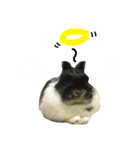 うさぎのギャレット（個別スタンプ：16）