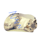 猫の気ままな1日（個別スタンプ：1）