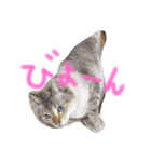 猫の気ままな1日（個別スタンプ：2）