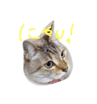 猫の気ままな1日（個別スタンプ：3）