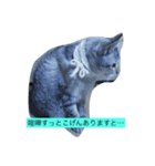 猫の気ままな1日（個別スタンプ：4）