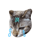 猫の気ままな1日（個別スタンプ：5）