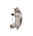 猫の気ままな1日（個別スタンプ：7）