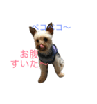 愛犬あさひ（個別スタンプ：1）
