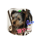愛犬あさひ（個別スタンプ：3）