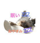愛犬あさひ（個別スタンプ：4）