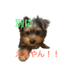 愛犬あさひ（個別スタンプ：5）
