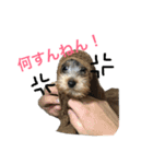 愛犬あさひ（個別スタンプ：6）