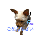 愛犬あさひ（個別スタンプ：7）