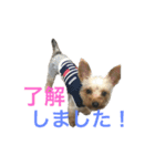 愛犬あさひ（個別スタンプ：8）