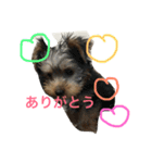 愛犬あさひ（個別スタンプ：9）
