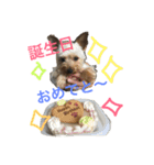 愛犬あさひ（個別スタンプ：10）