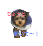 愛犬あさひ（個別スタンプ：11）