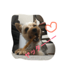 愛犬あさひ（個別スタンプ：12）