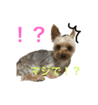愛犬あさひ（個別スタンプ：13）