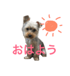 愛犬あさひ（個別スタンプ：14）