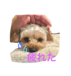 愛犬あさひ（個別スタンプ：15）