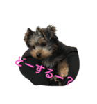 愛犬あさひ（個別スタンプ：16）