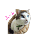 茶々さんは猫である。（個別スタンプ：1）