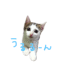 茶々さんは猫である。（個別スタンプ：2）