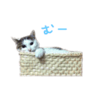 茶々さんは猫である。（個別スタンプ：3）