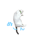 茶々さんは猫である。（個別スタンプ：4）