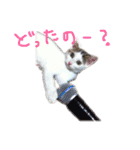 茶々さんは猫である。（個別スタンプ：5）