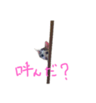 茶々さんは猫である。（個別スタンプ：6）