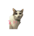 茶々さんは猫である。（個別スタンプ：8）