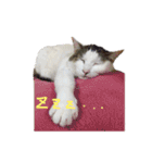 茶々さんは猫である。（個別スタンプ：9）