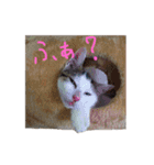 茶々さんは猫である。（個別スタンプ：12）