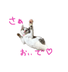 茶々さんは猫である。（個別スタンプ：13）