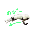 茶々さんは猫である。（個別スタンプ：14）