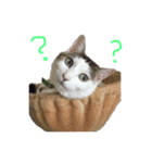 茶々さんは猫である。（個別スタンプ：15）