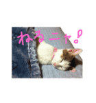 茶々さんは猫である。（個別スタンプ：16）