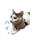 茶々さんは猫である。（個別スタンプ：17）