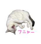 茶々さんは猫である。（個別スタンプ：18）