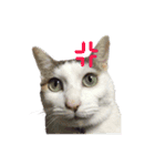 茶々さんは猫である。（個別スタンプ：19）