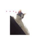 茶々さんは猫である。（個別スタンプ：20）