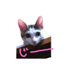 茶々さんは猫である。（個別スタンプ：22）