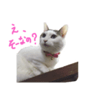 茶々さんは猫である。（個別スタンプ：23）
