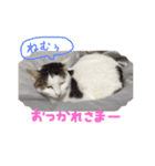 茶々さんは猫である。（個別スタンプ：24）