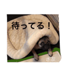 6GLTE-satover.（個別スタンプ：11）